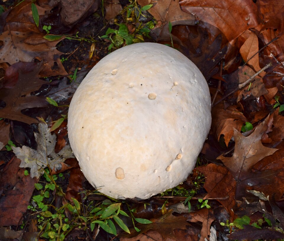 Mushroom plant nature