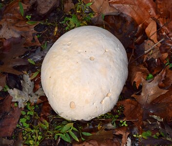 Mushroom plant nature photo