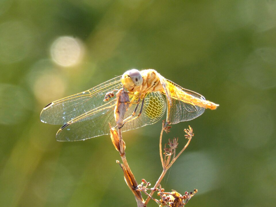 Backlight sympetrum fonscolombii libelulido