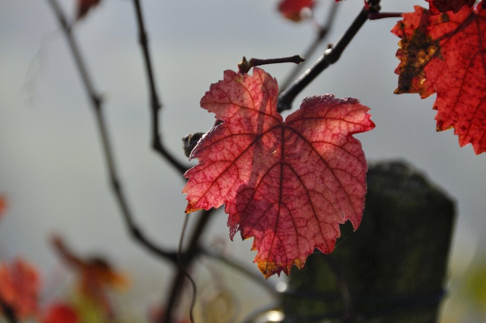 Fall foliage vine coloring