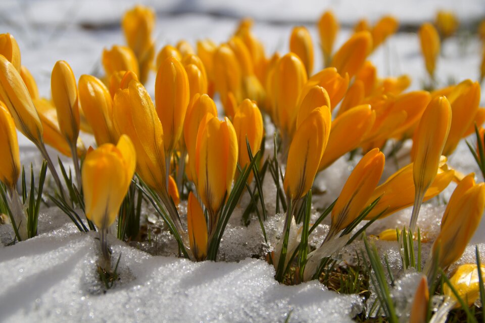 Season crocus snow