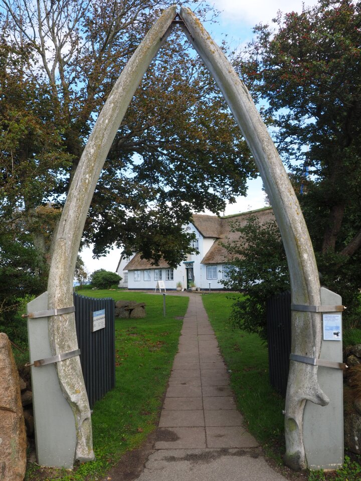 The lower jaw bone fin whale friesenhaus