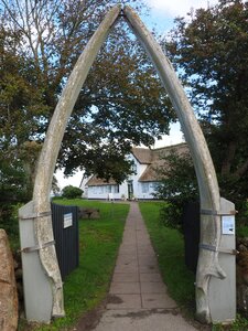 The lower jaw bone fin whale friesenhaus