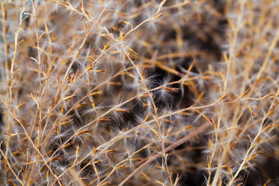Background grass close up