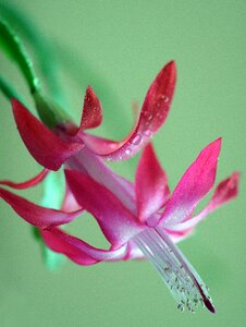 Summer fuxia rosa