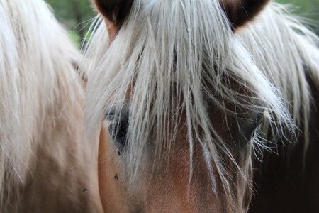 Horse head horse horses eye