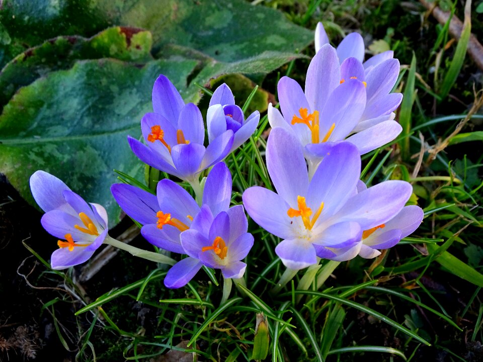 Frühlingsanfang early left awake crocus meadow