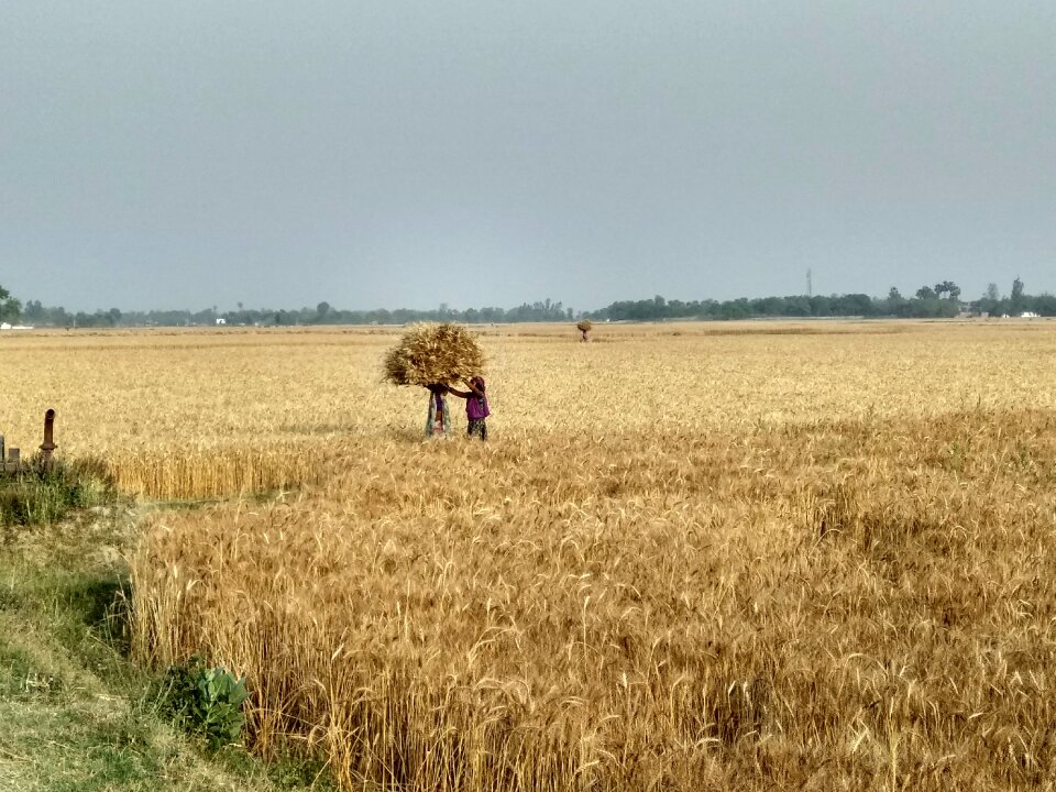 Wheat agriculture outdoors
