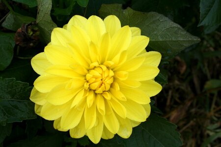 Flower macro yellow photo