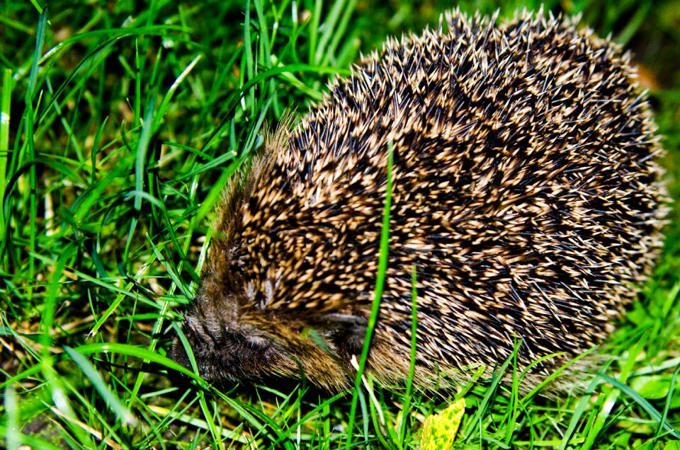 Animal green summer