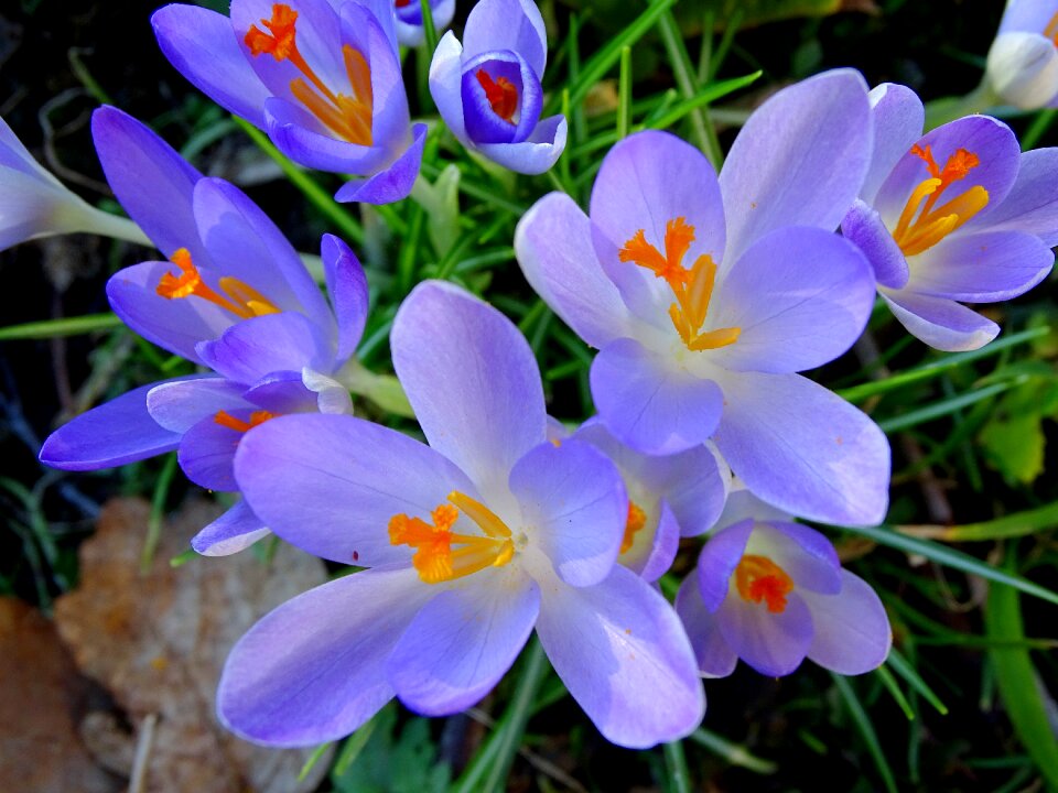 Crocus spring frühlingsblüher