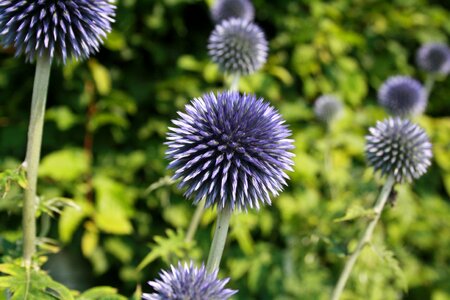 Nature flower garden