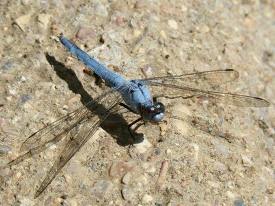 Dragonfly insect winged detail orthetrum brunneum photo
