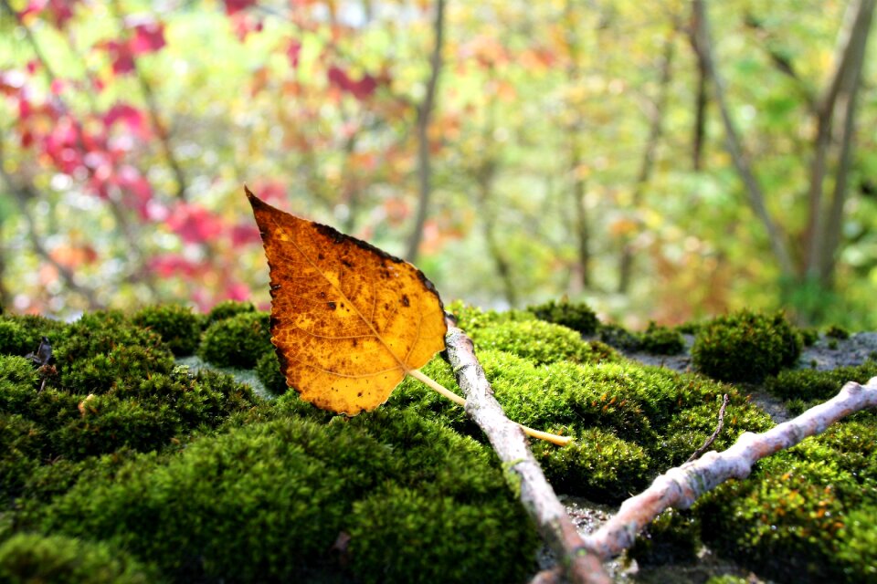 Leaf branches october
