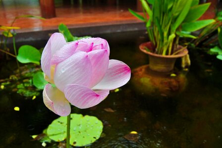 Lotus colors nature lotos