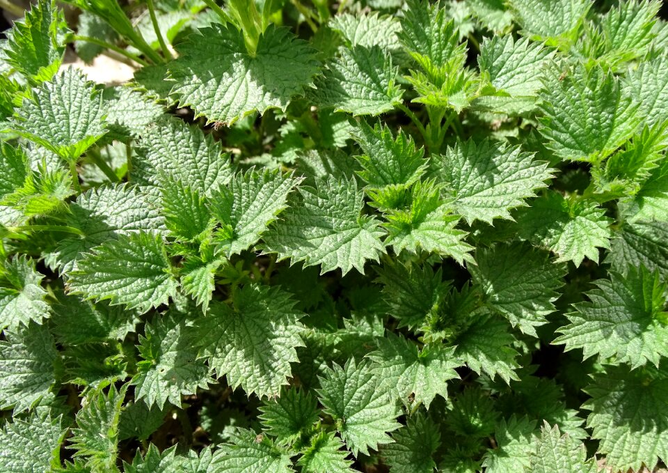 Herbs stinging nettle nettles