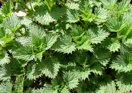 Herbs stinging nettle nettles photo