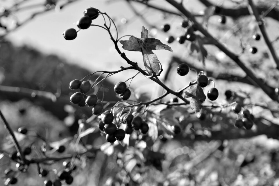 Nature barberry plant