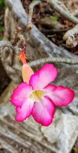 Thailand blossom nature
