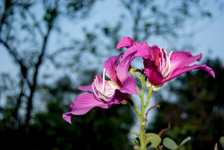 Flower the pink flowers ornamental