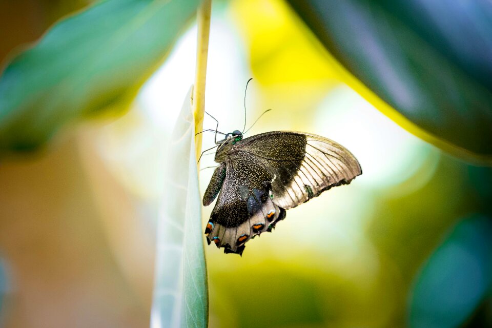 Animal wing outdoors photo