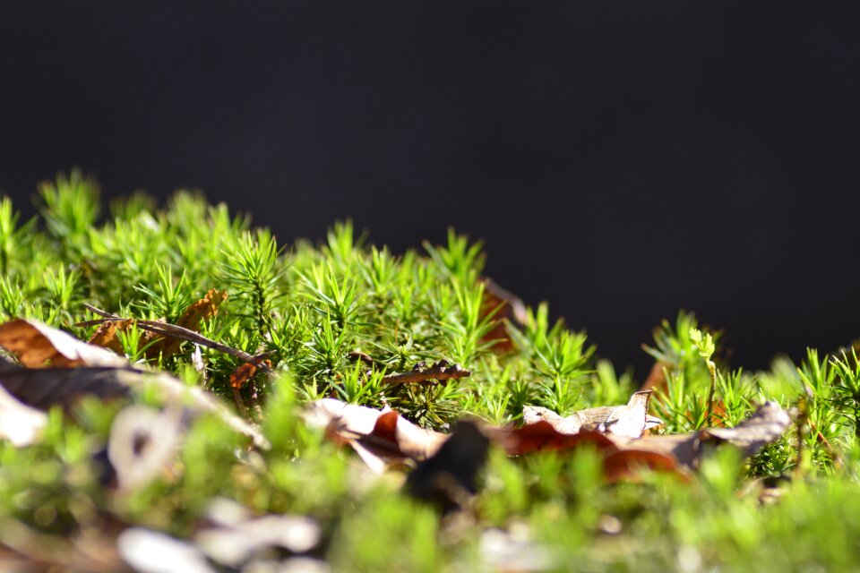 Moss forest green
