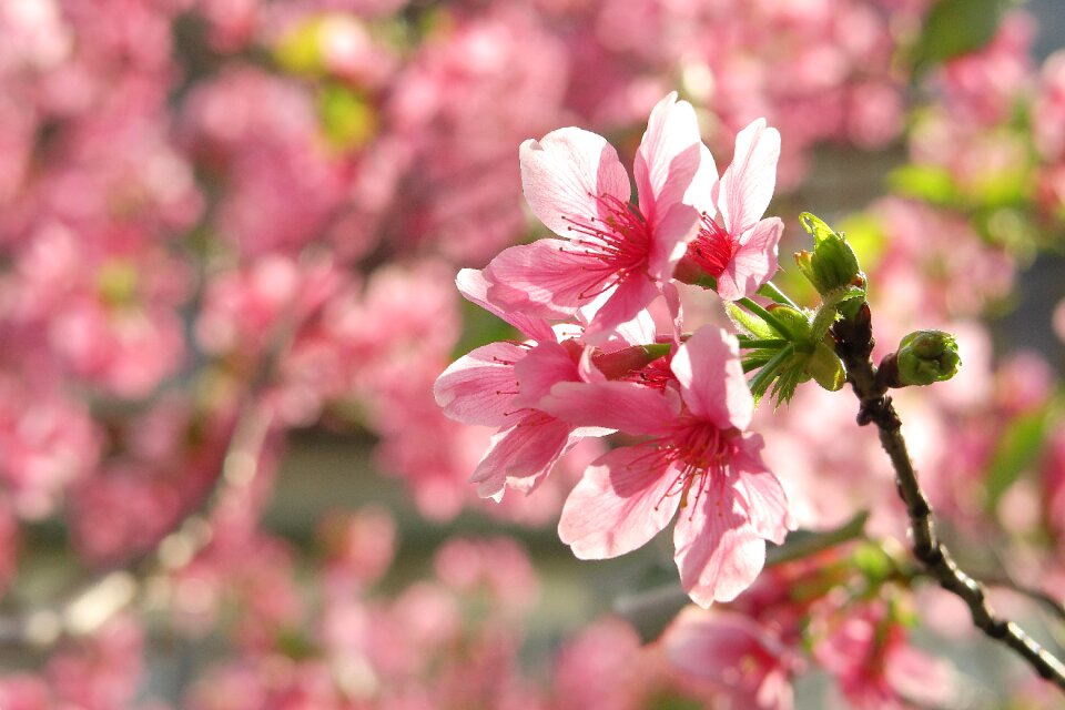 Garden branch cherry blossom