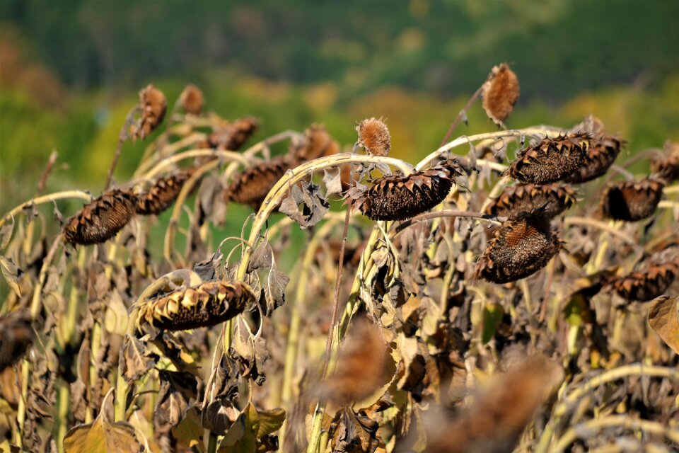 Nature ripe composites