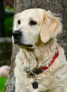 Dog portrait pet photography retriever photo