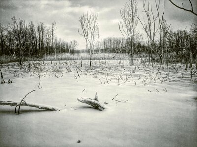 Reeds nature outdoors