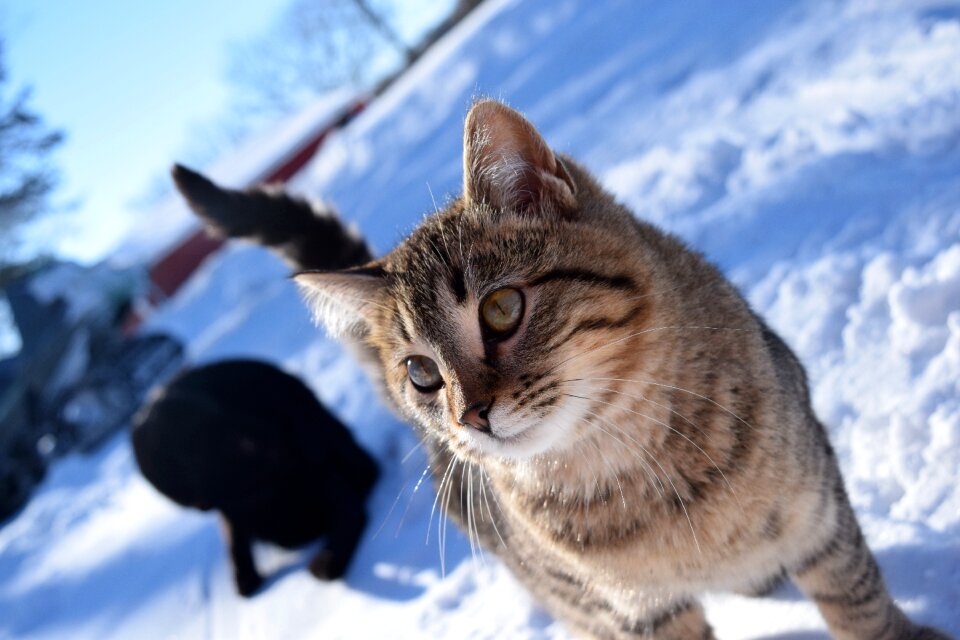 Animal cold cute