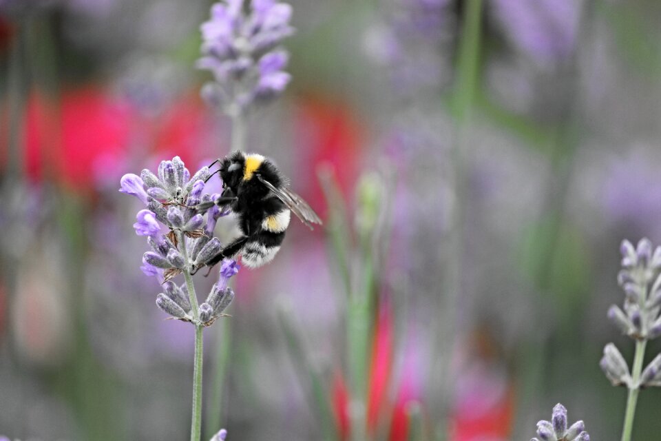 Nature animal blossom