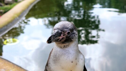 Animal world water bird water photo