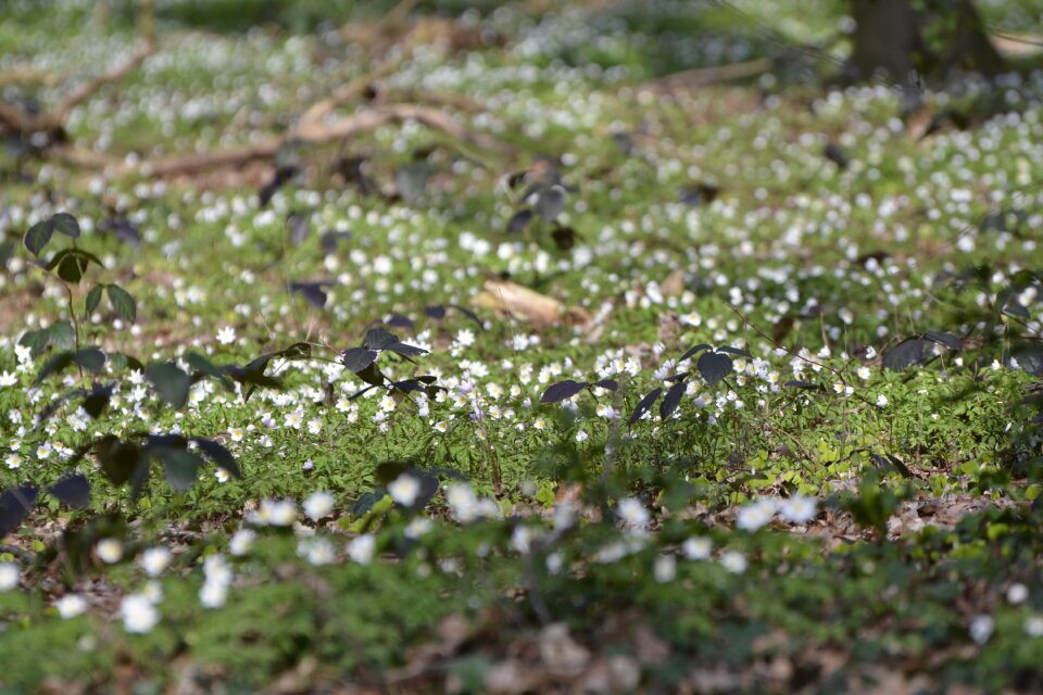 Plant wood anemone forest