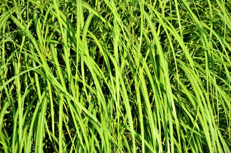 Meadow grass green plant