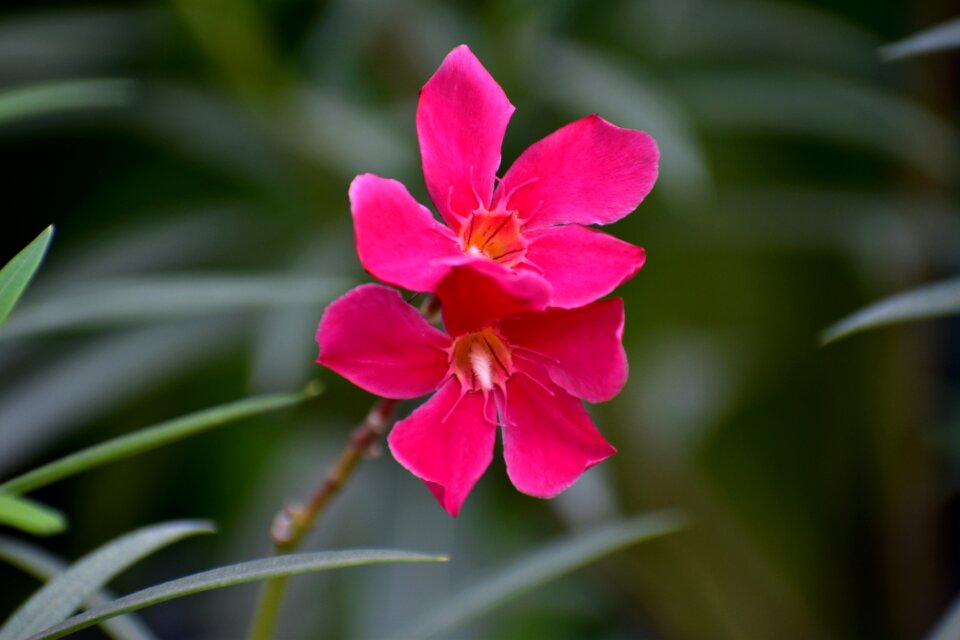 Adenium obesum deep pink flowers