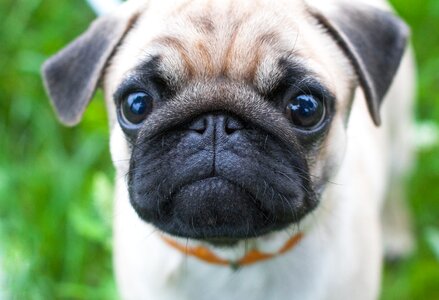 Canine pet pug photo