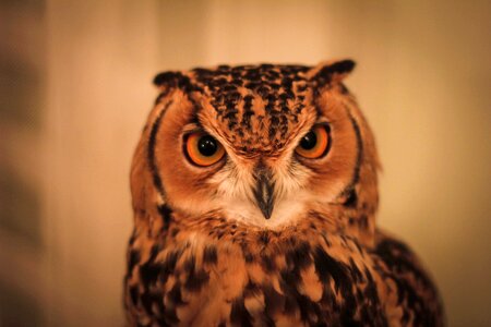 Animal pet brown owl
