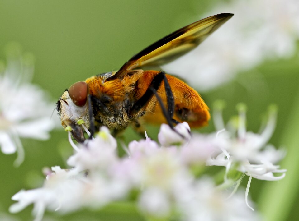 Bloom collect nectar insect