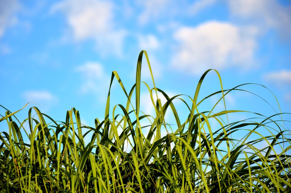 Meadow grass green plant