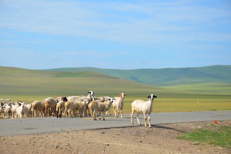 Inner mongolia the flock Free photos photo