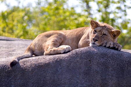 Cat nature lion photo