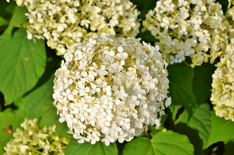 White flowers plant nature