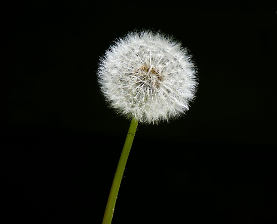 P nature grassland plants