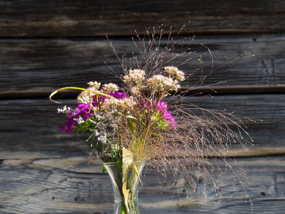 Decoration flowering summer flowers