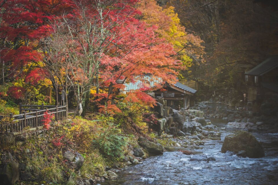 Trees plant nature photo