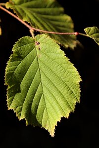 Leaves branch serrated