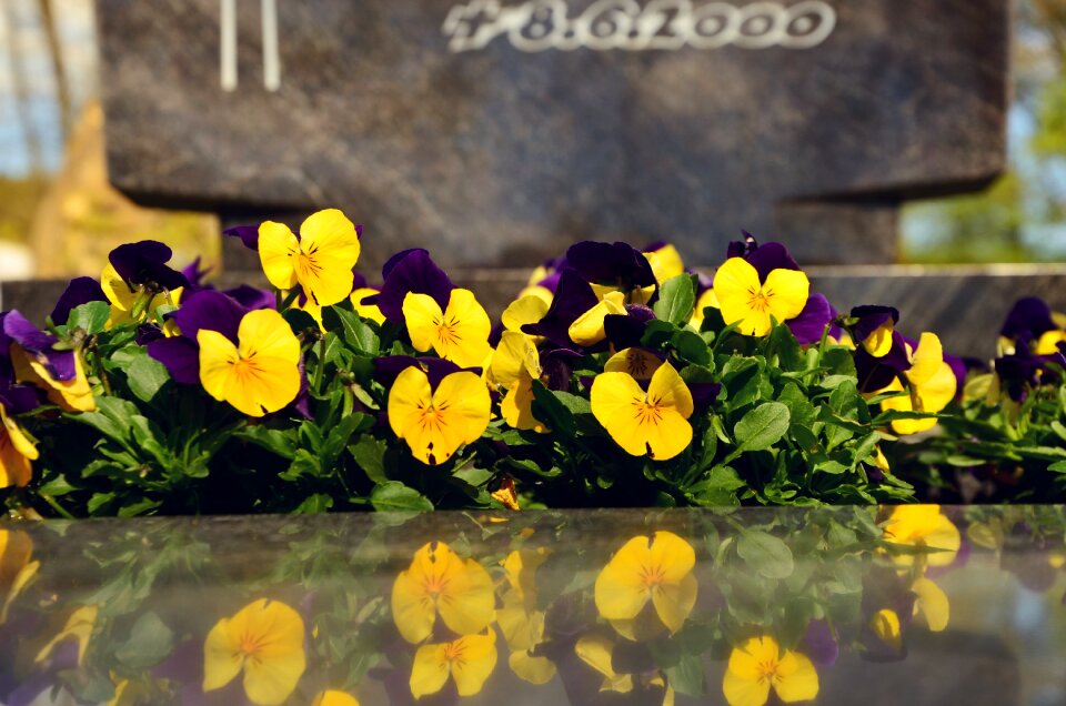 Pansy grave planting flower