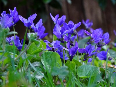 Garden violet scented violets