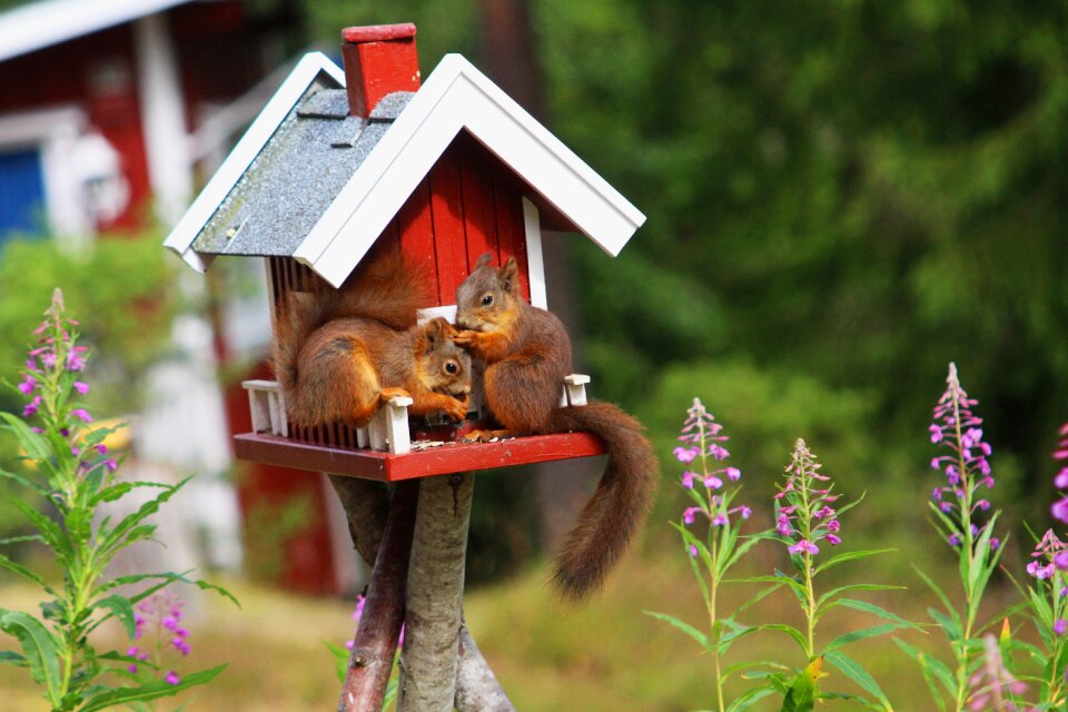Cute animals sociable